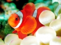 Clownfish