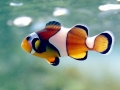 Clownfish