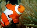 Clownfish