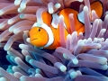 Clownfish