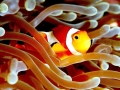 Clownfish