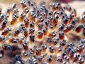 Clownfish