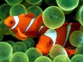 Clownfish