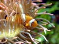 Clownfish