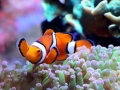 Clownfish