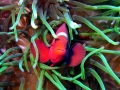Clownfish