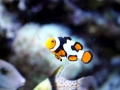 Clownfish