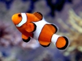 Clownfish