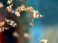 Clownfish