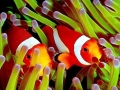 Clownfish