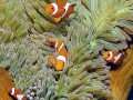 Clownfish