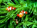 Clownfish