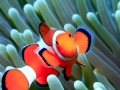 Clownfish