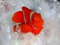 Clownfish