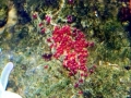 Clownfish