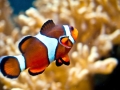 Clownfish