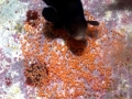 Clownfish