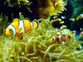Clownfish