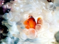 Clownfish