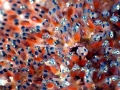 Clownfish