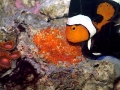 Clownfish