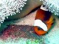 Clownfish