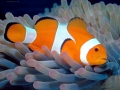 Clownfish