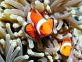 Clownfish