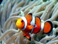 Clownfish
