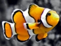 Clownfish