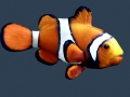 Clownfish
