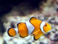 Clownfish
