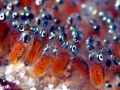 Clownfish