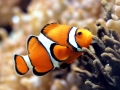 Clownfish