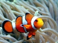 Clownfish
