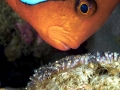Clownfish