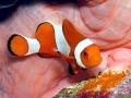 Clownfish