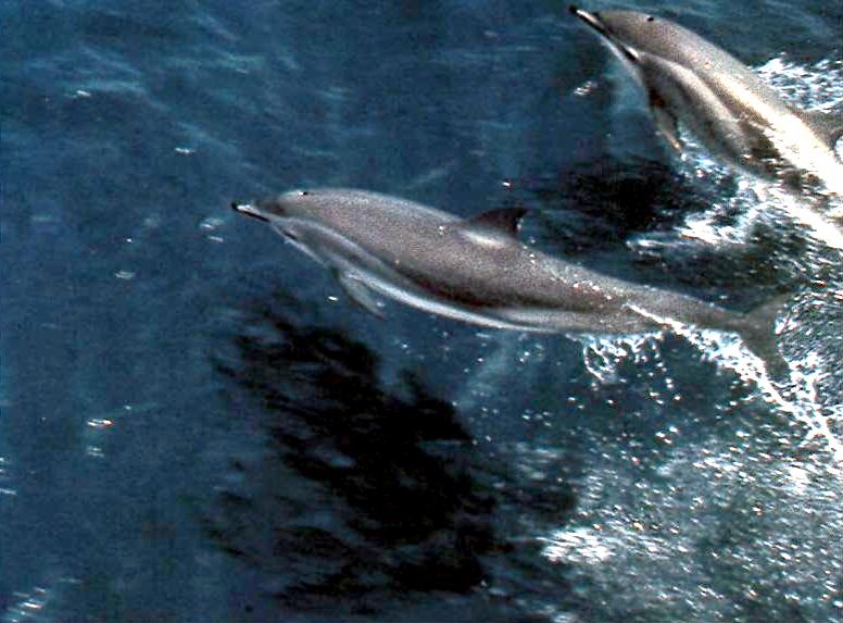 Clymene Dolphin