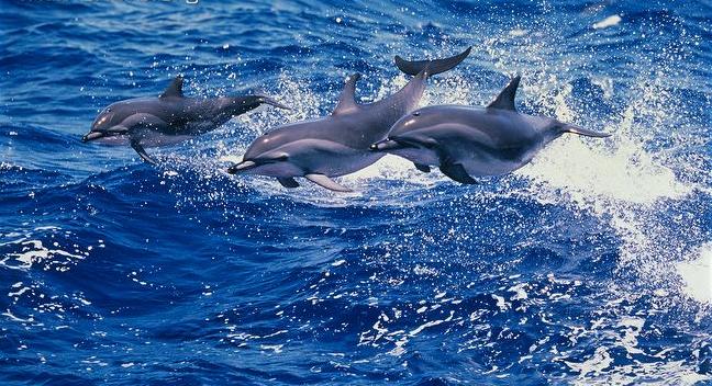 Clymene Dolphin