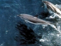Clymene Dolphin