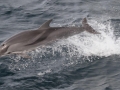 Clymene Dolphin