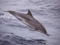 Clymene Dolphin