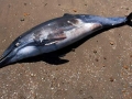 Clymene Dolphin