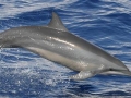 Clymene Dolphin