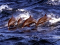 Clymene Dolphin