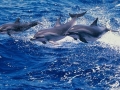Clymene Dolphin