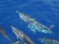 Clymene Dolphin