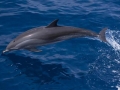 Clymene Dolphin
