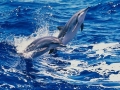 Clymene Dolphin