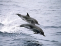 Clymene Dolphin